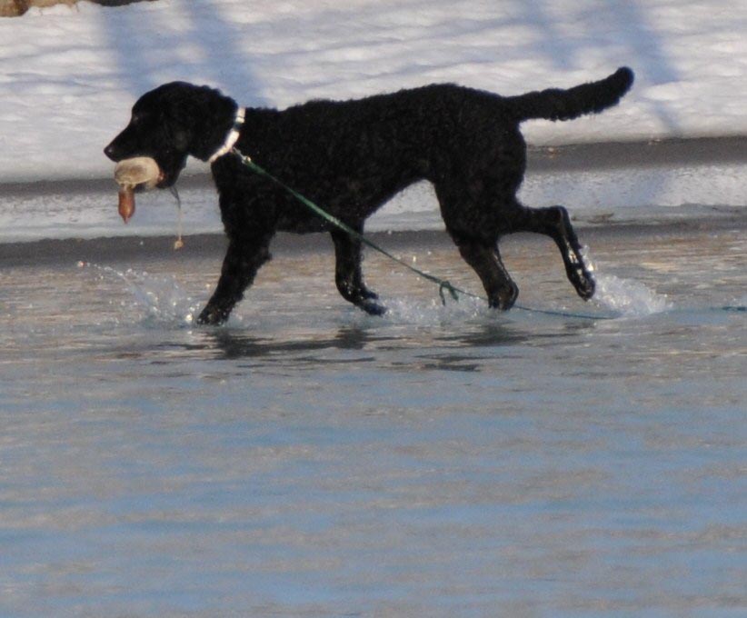 Dog on melting lake - Vermilion - 3-16-09