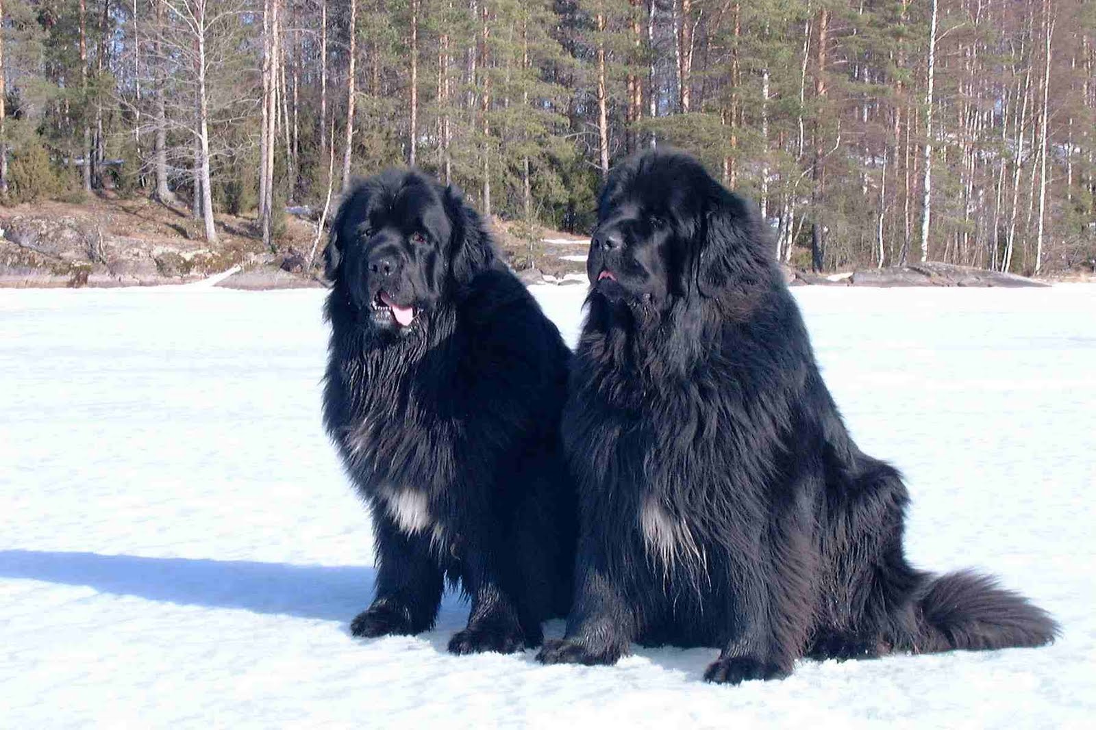 Dogspedia Net Pets
