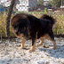 95 Tibetan Mastiff Chubby Adorable Dog Decoration