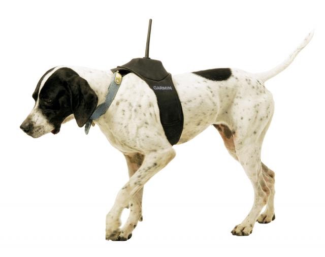 How to Choose a GPS Dog Tracking SystemPictures of Dogs and All About Dog
