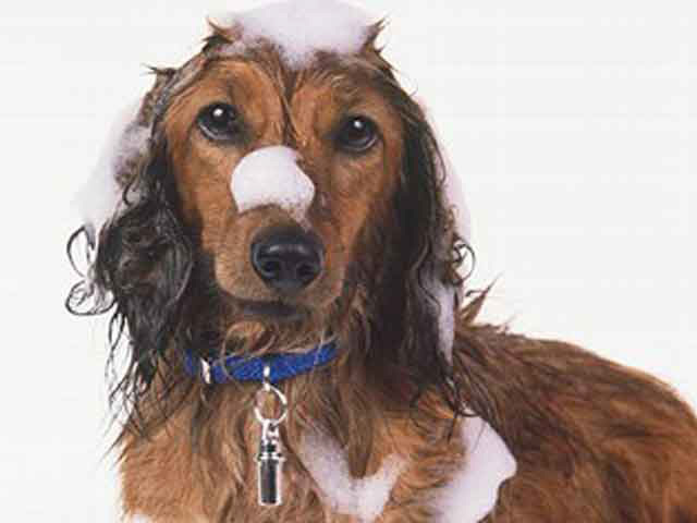 Importance of Dog Grooming:Pictures of Dogs and All About Dog