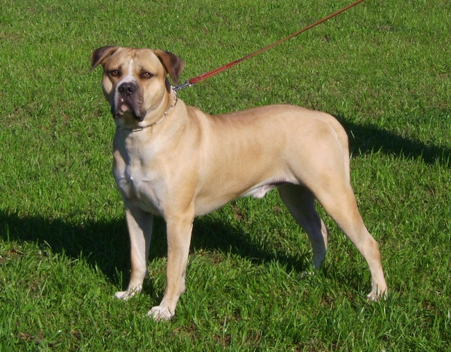 american bulldog grooming
