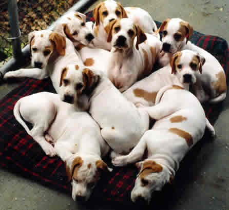 Local-Breeder.jpg