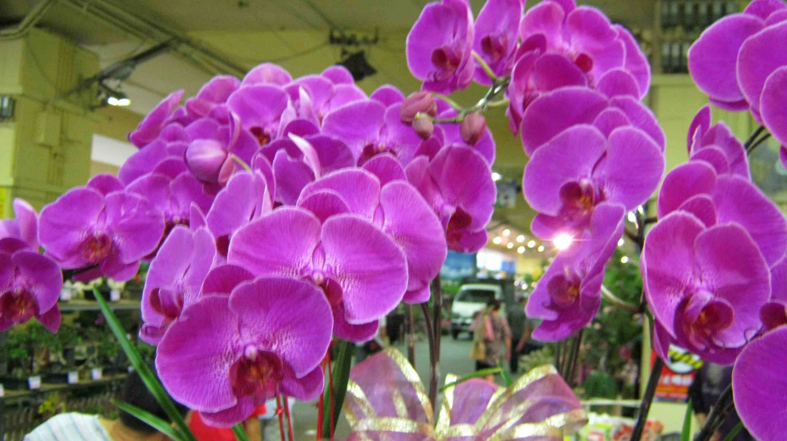Orchid Phalaenopsis Colors
