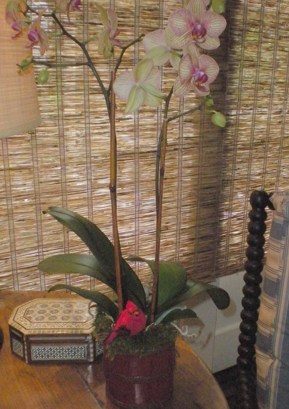 classic • casual • home Need an Elegant Gift Idea? An Orchid is Perfect.