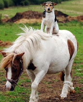 Jack Russell Terrier