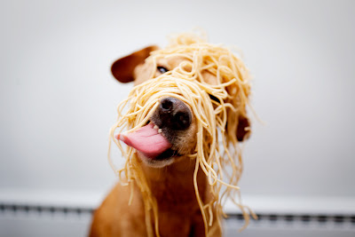Dog+Trying+To+Eat+Spaghetti.jpg