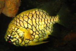 Pineapple Fish