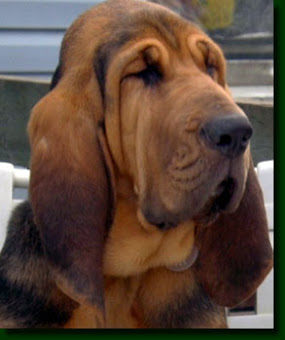 Bloodhound