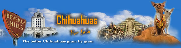 Chihuahuas Beverly Hills