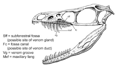 http://1.bp.blogspot.com/_YJtJVrH3c5k/SzAlI573dXI/AAAAAAAABtw/ySDw7dVvGW4/s400/Sinornithosaurus-skull.jpg