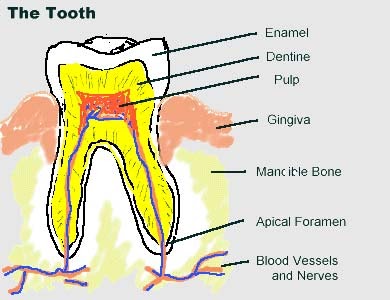 Oral Surgeons: Human Teeth:A general Information