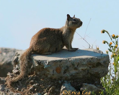 california ground squirrel