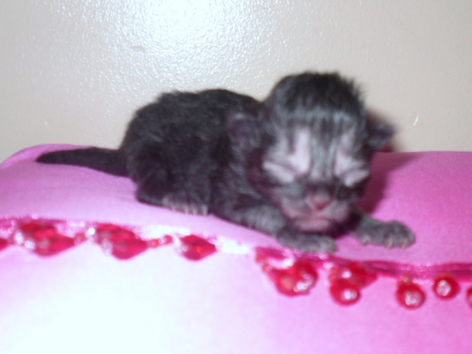 Druzhina Siberians September 2010