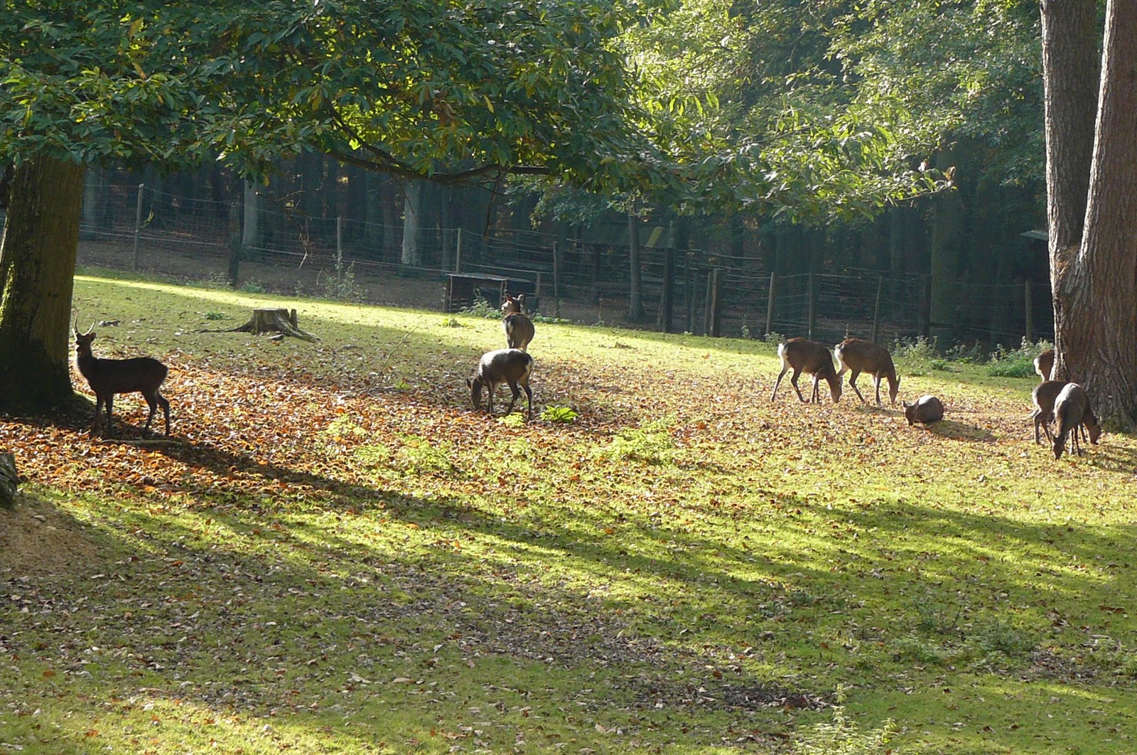 Un blog à la Prévert La forêt de Grimbosq