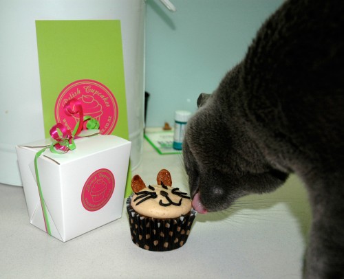 Kitty Cat Birthday Cupcakes