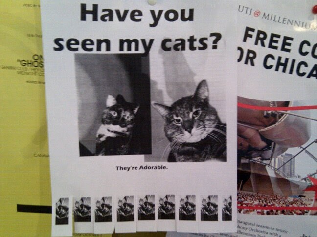 Catsparella: Have You Seen My Cats?