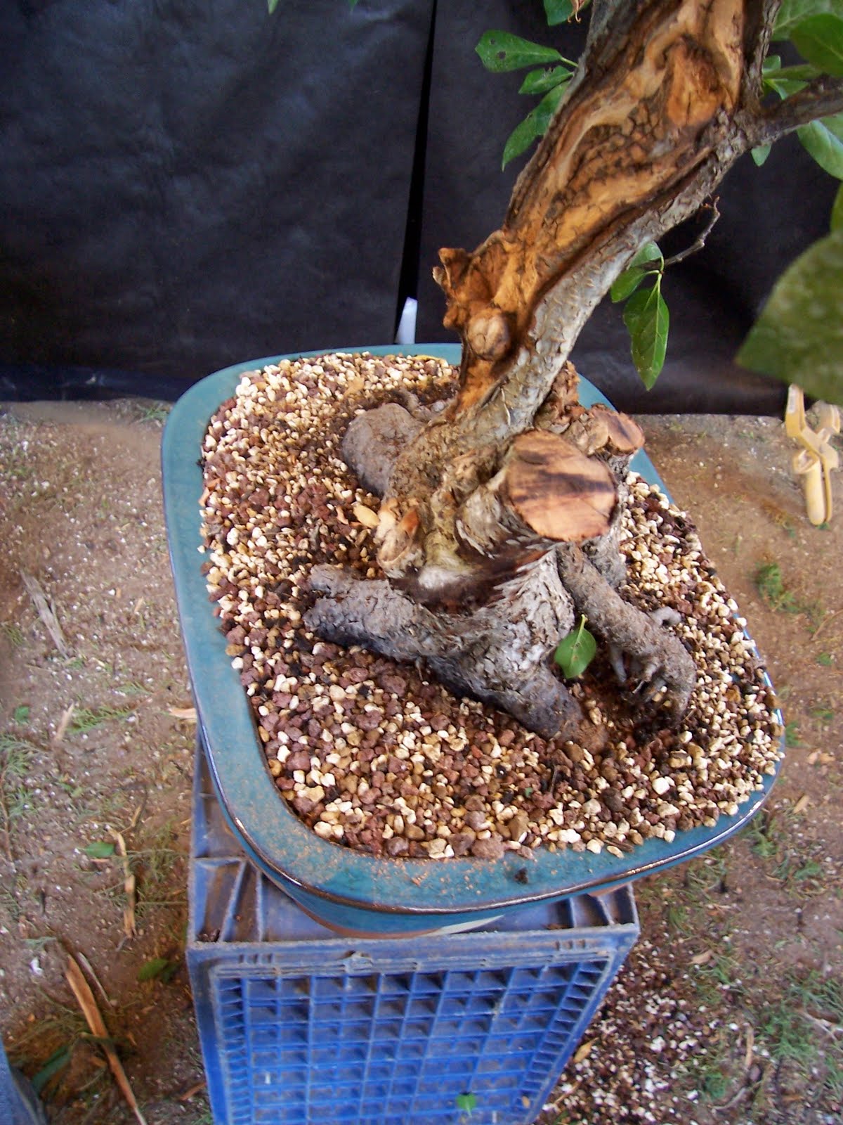 bonsaibp's bonsai blog Chokecherry deadwood sculpting part 1