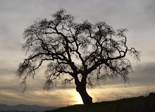 The beauty of winter