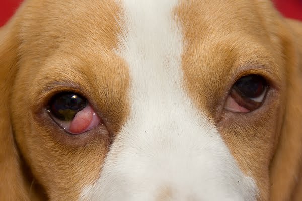 Ole und Piet entdecken die Welt Cherry Eye