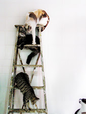 Cats on a Ladder