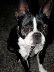 Lucy our Boston Terrier