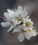 Spring Flowers 2 (closeup)