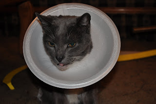 cone cat