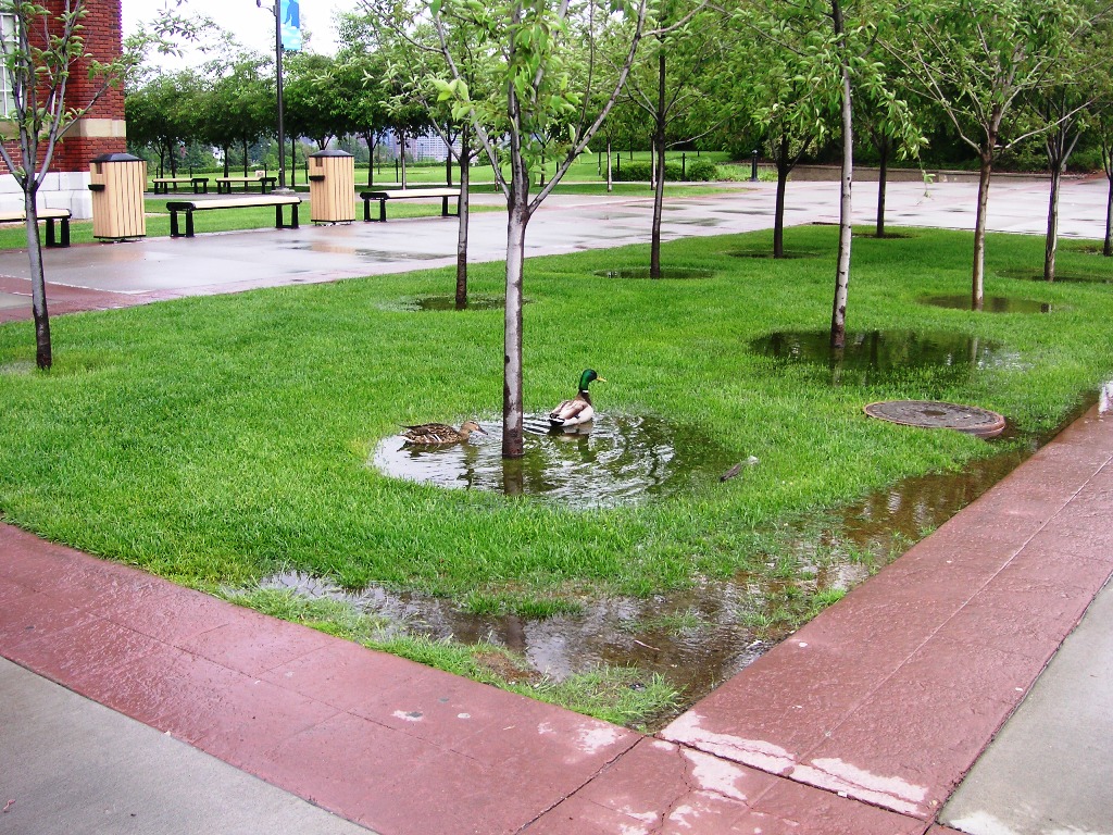 [Ducks.JPG]