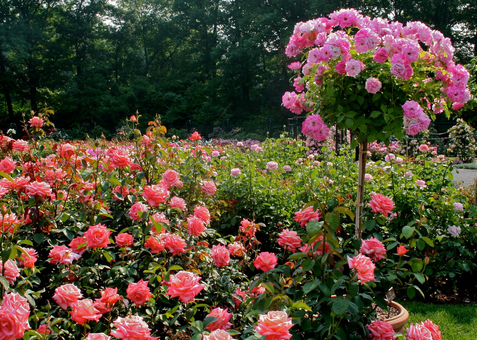 Garden Bytes from the Big Apple NOW'S YOUR CHANCE FOR ROSES IN NEW YORK