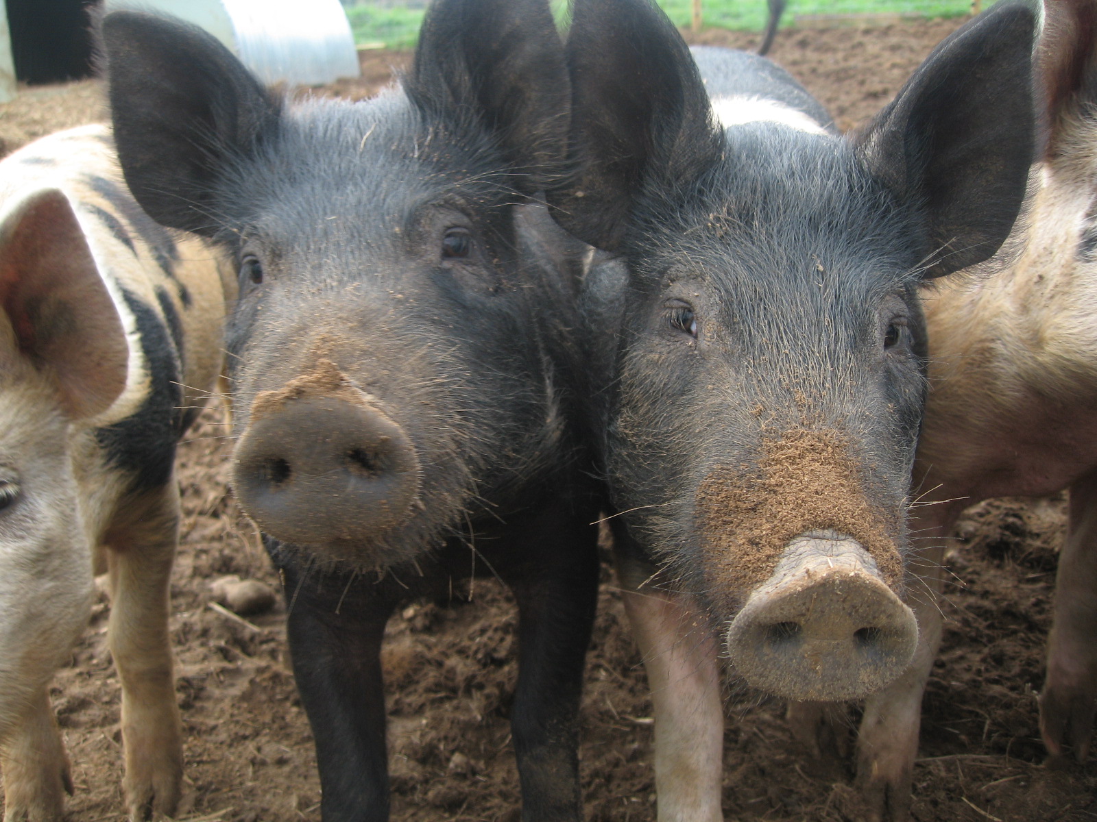 The virus started when the lady touched
the chef who touched the infected pig