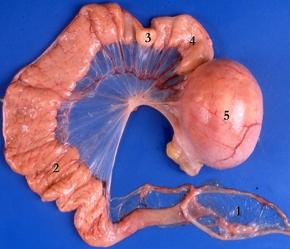 Oviduct-hen.jpg