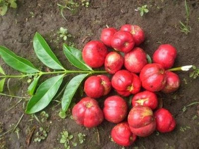 Berita Unik Dan Lucu Asal Pribahasa Bagai Makan Buah Simalakama