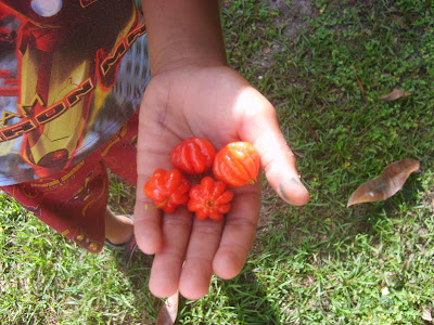 http://1.bp.blogspot.com/_YRwgbA8G1Dg/S34Ofl0WLTI/AAAAAAAAFUE/-kfilhvNJg0/s400/Fruit+Trees+of+CT-Surinam+Cherries-2.jpg