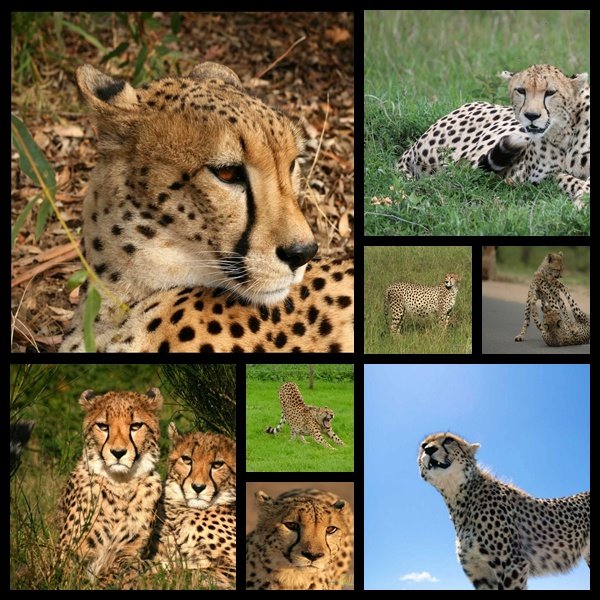 [Cheetah-Wallpapers-Pack.jpg]