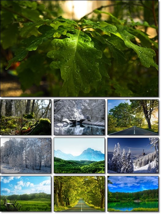 forest wallpapers. Forest Wallpapers Pack