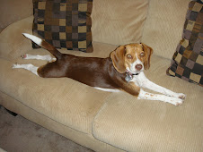 Our sweet beagle, Duchess