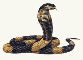 Egyptian-banded-cobra.jpg