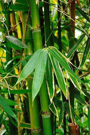 Daun Bambu