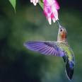love my hummingbirds
