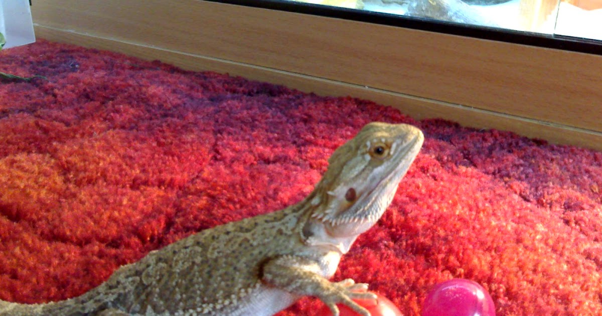 bearded-dragon-toys-amazon-exo-terra-reptile-cave.jpg