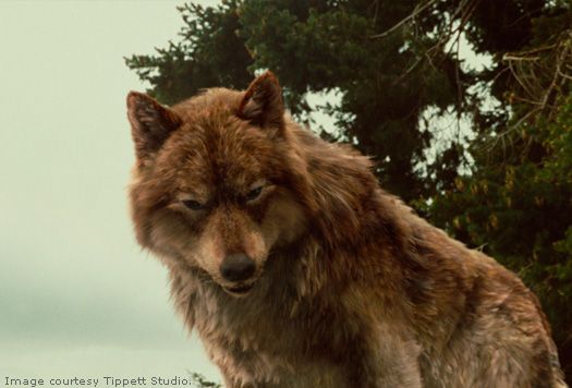 Marx - El lobo  Jaco+wolf2