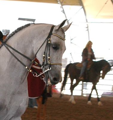 He eventually took Reserve Grand Champion Part Arab English. He eventually took Reserve Grand Champion Part Arab English.