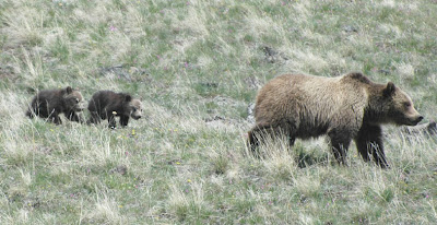 grizzly bear encounter yellowstone postcards cubs stuck times pretty close