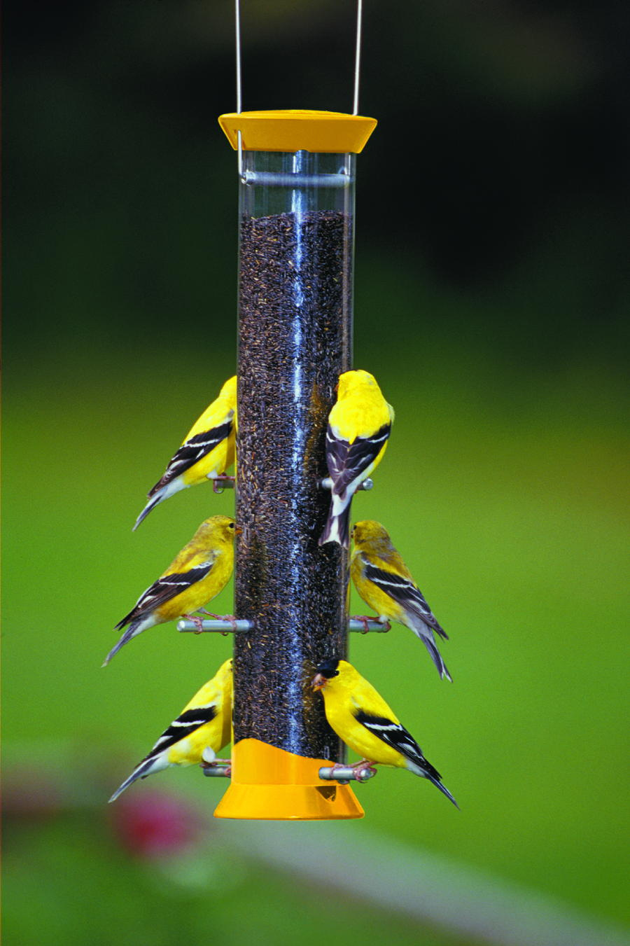 beautiful song birds beautiful song birds