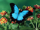 Cute Butter Fly