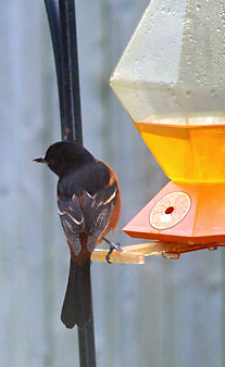 [ORCHARD_ORIOLE_AT_FEEDER_-_MAY_7,_2007+cropped.jpg]