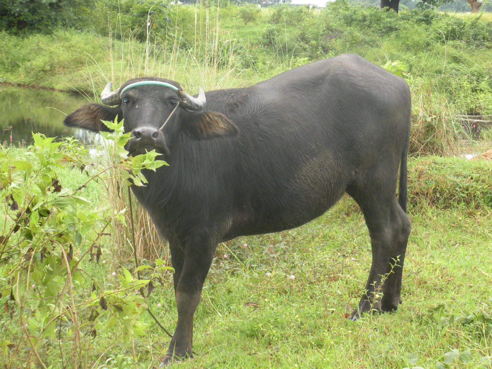 Philippines Carabao