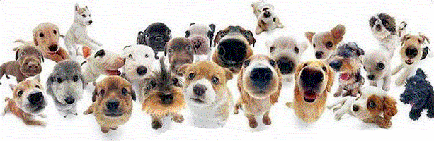 lots+of+dogs.gif