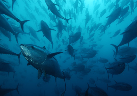 [caged-bluefin-tuna-1055393-ga.jpg]